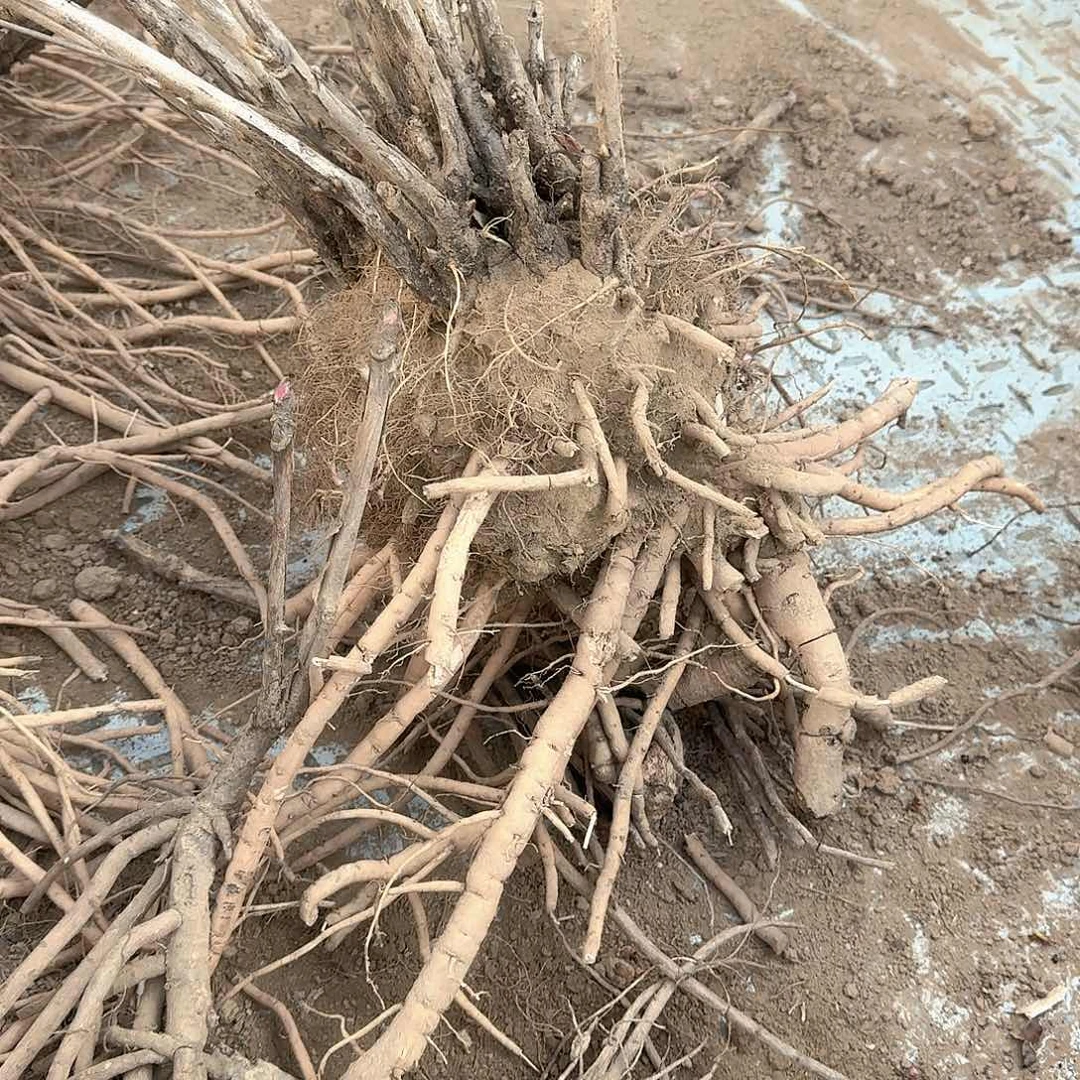 完全开放11111111111