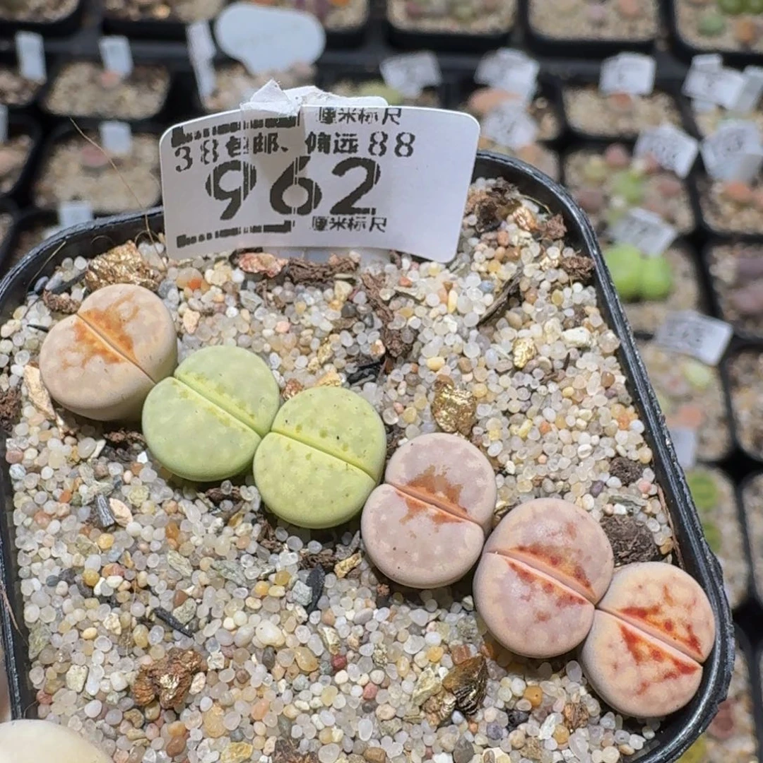 zzzzz精品生石花962