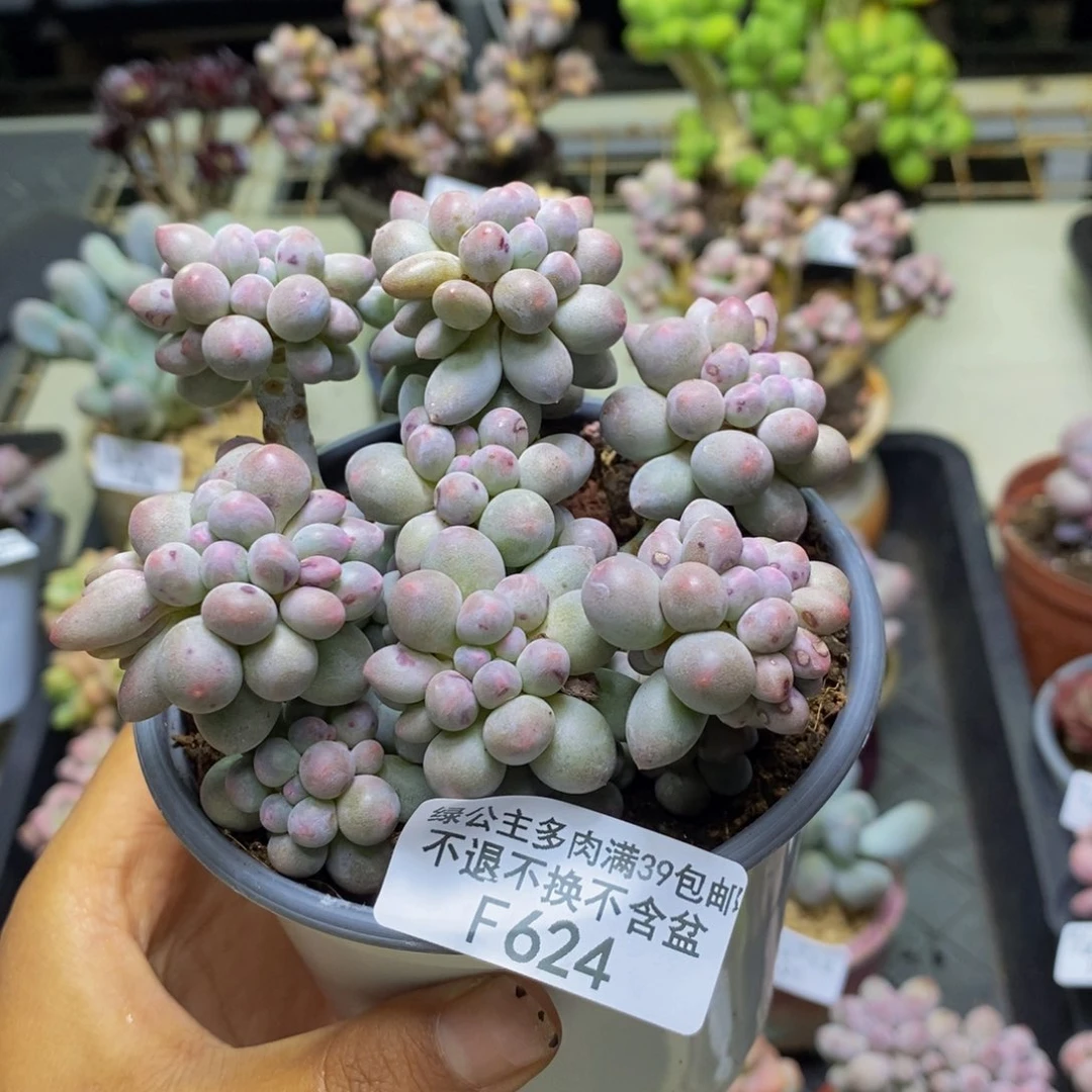 624香水手指奶多肉8c m