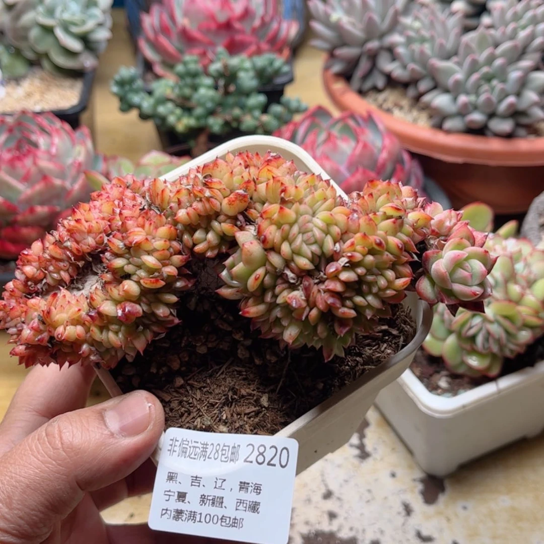 【闪购商品】2820玉杯缀