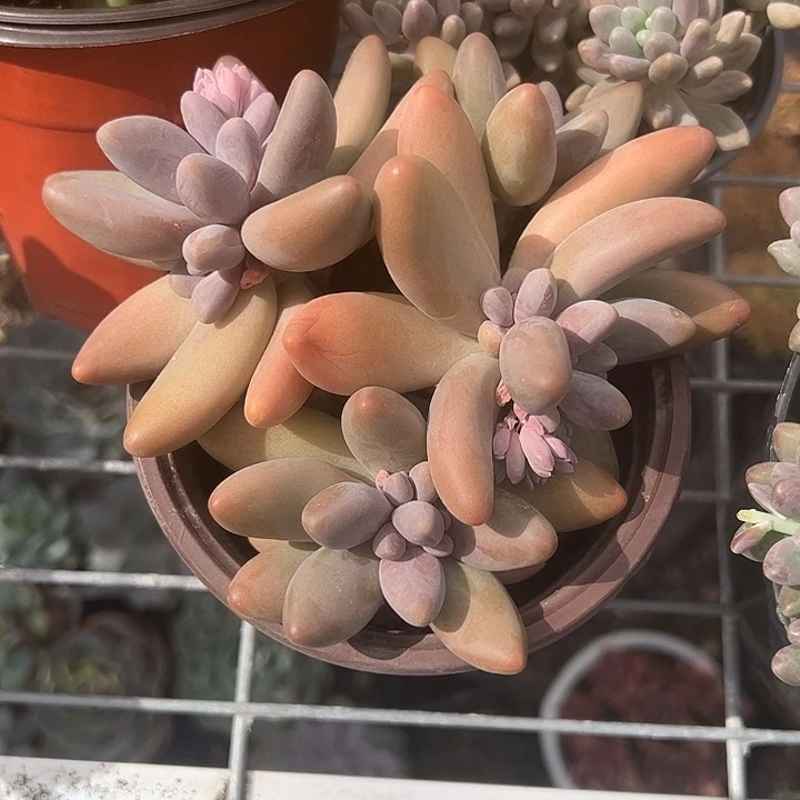 红手指多肉植物精品