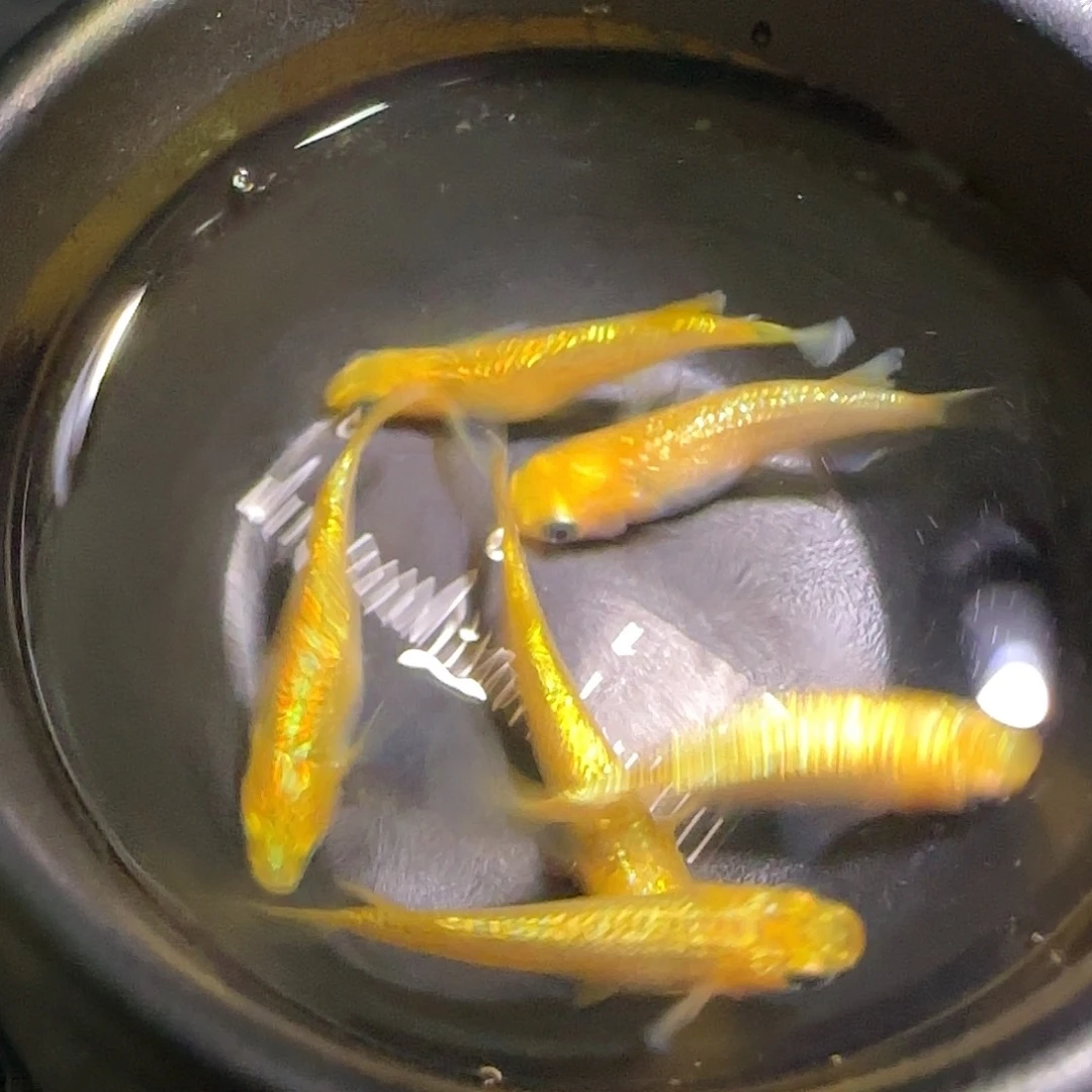 青鳉鱼观背青鱂一物一拍152