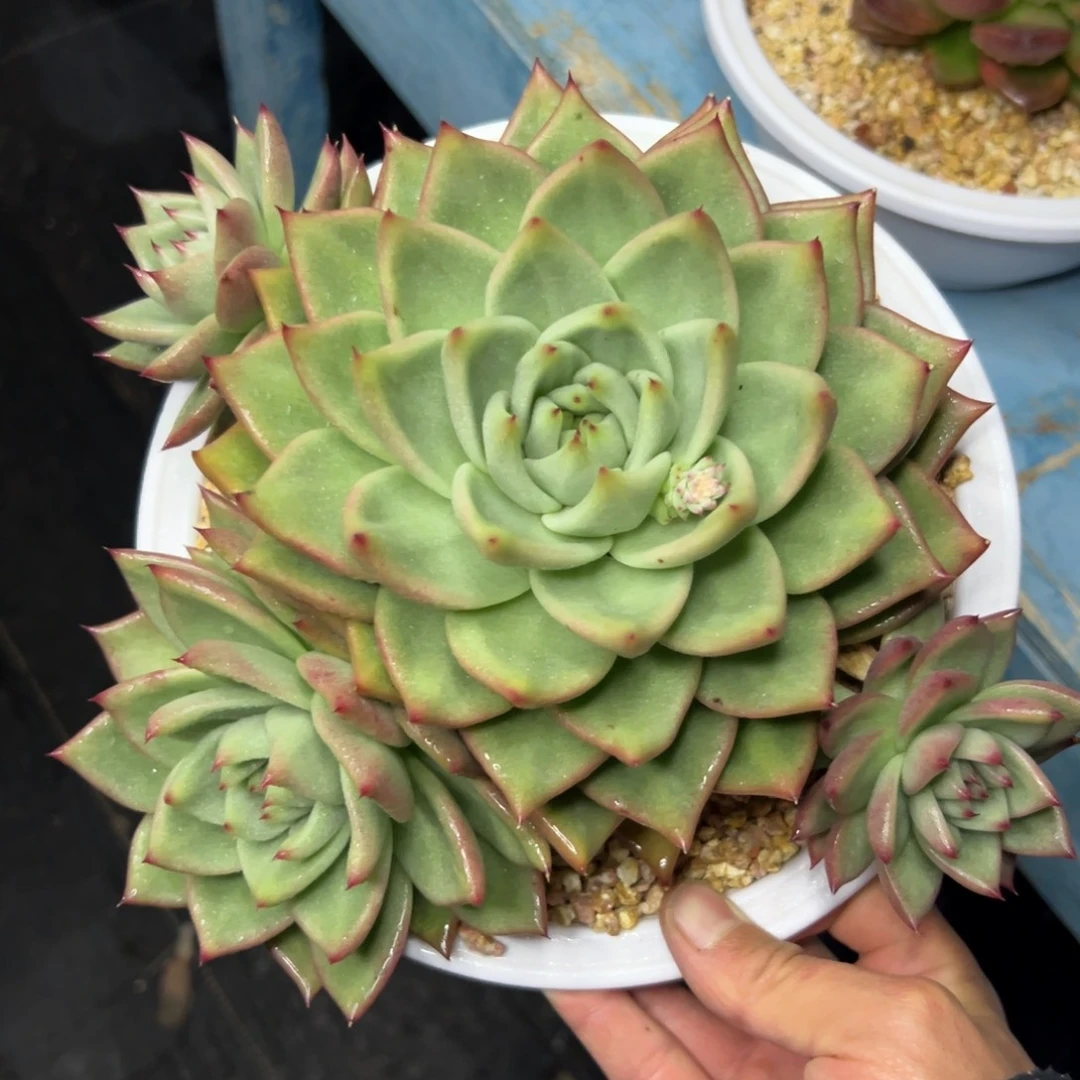 多肉植物一物一拍（45号）