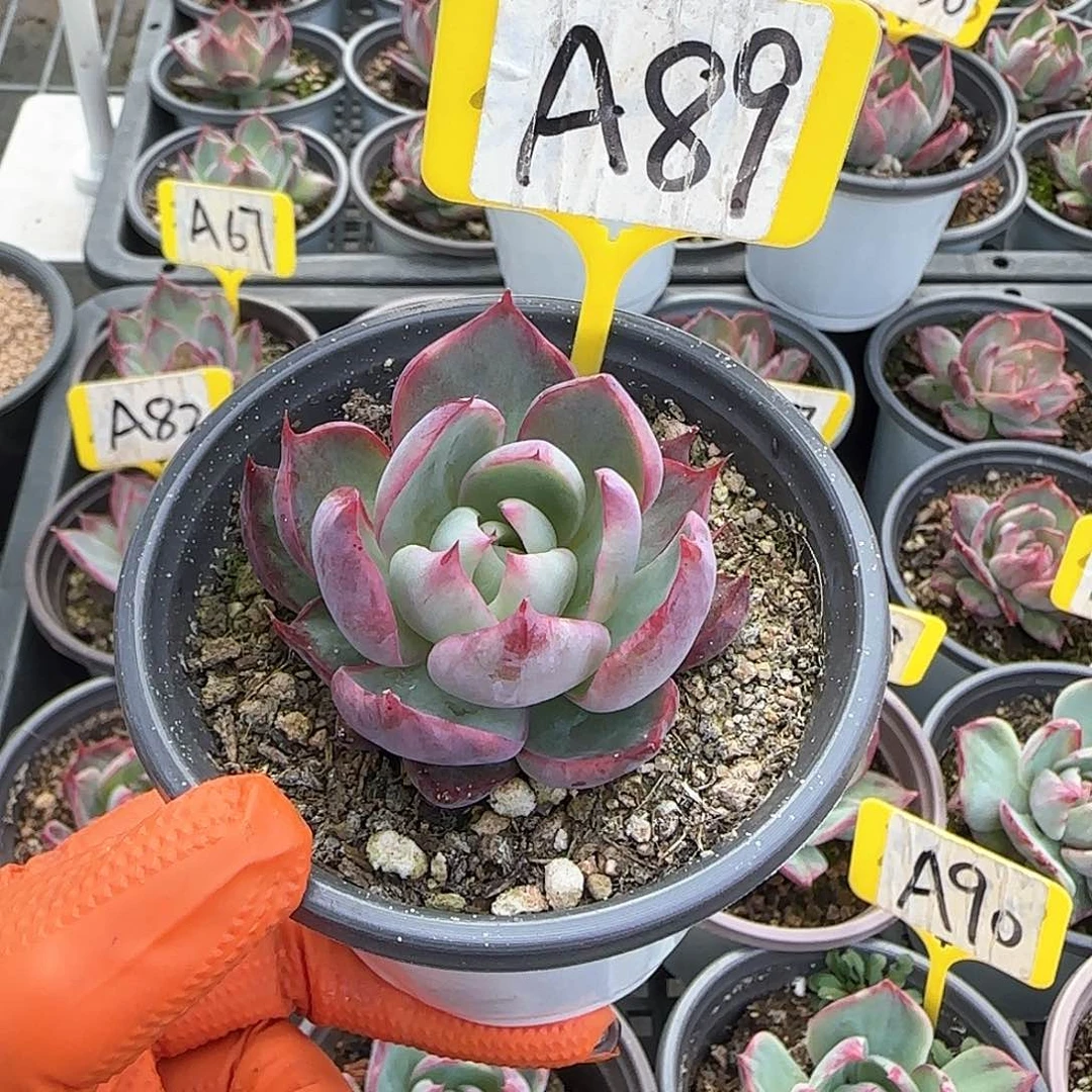 熊***毛A89惊鸿单头多肉