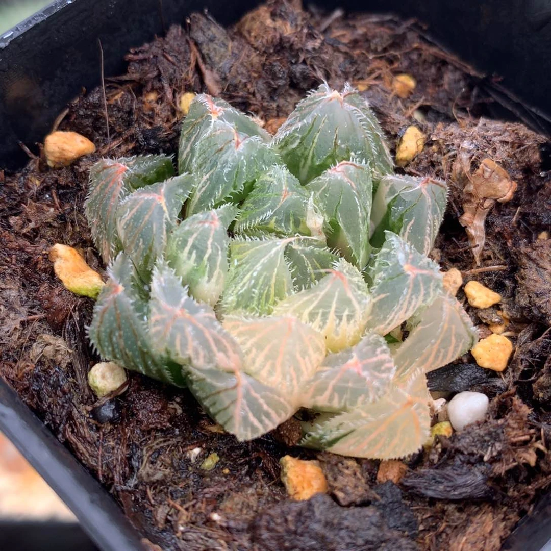 白泽毛玉露锦，带盆发货