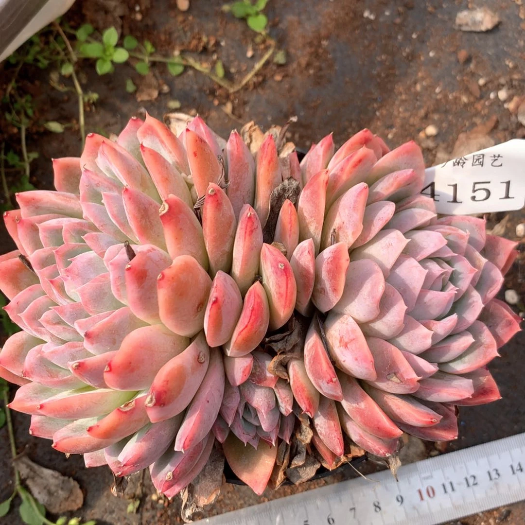 4151有叶伤特杂交的