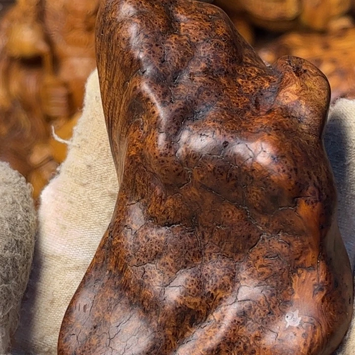 林***宇柏木太行崖柏瘿子瘤蚂蚁腿