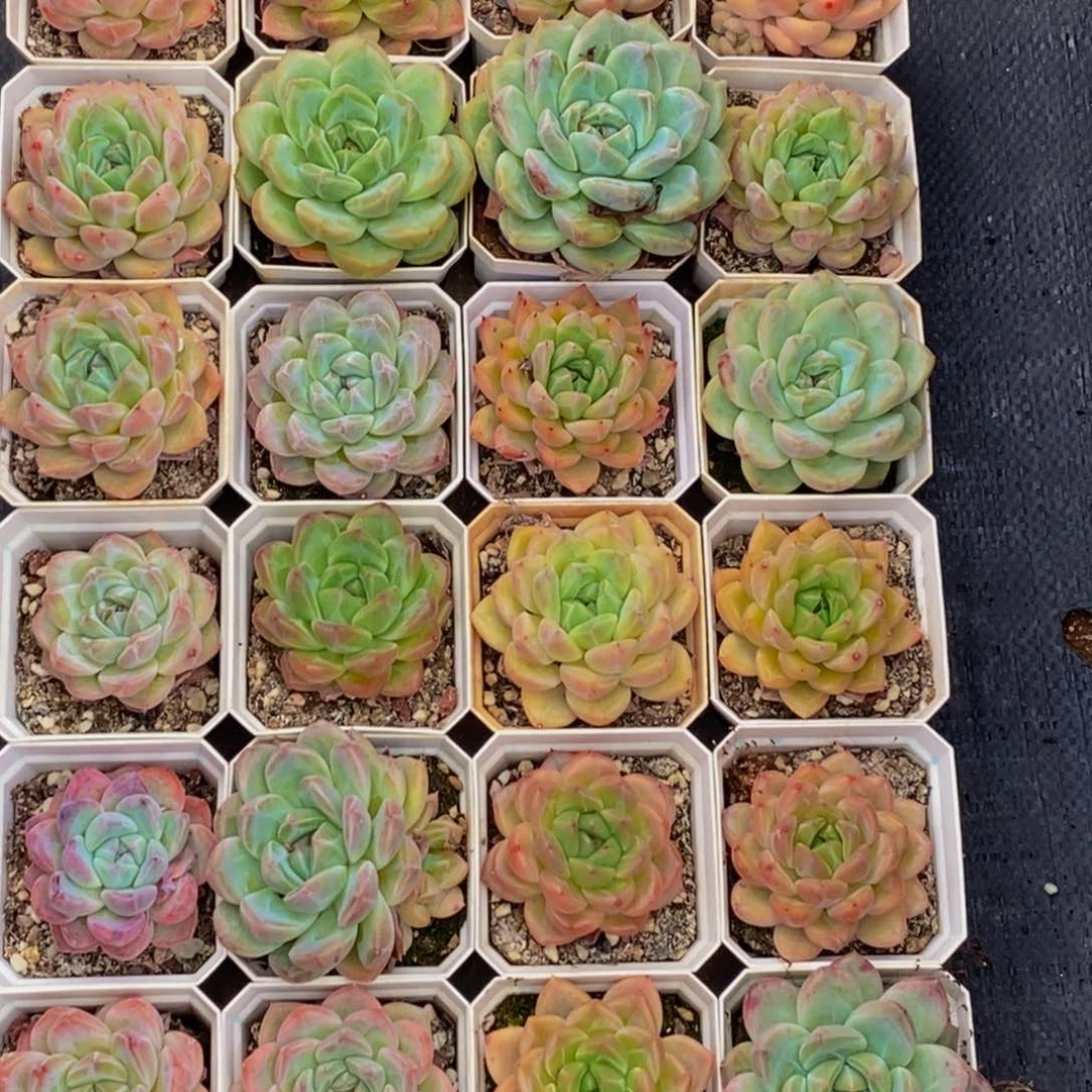 014多肉植物保护研究所