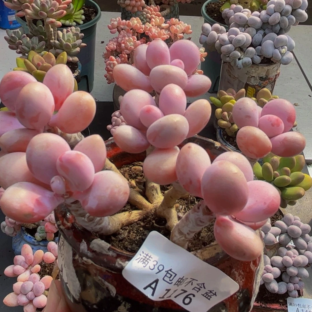 176糖果桃蛋10cm多肉植物