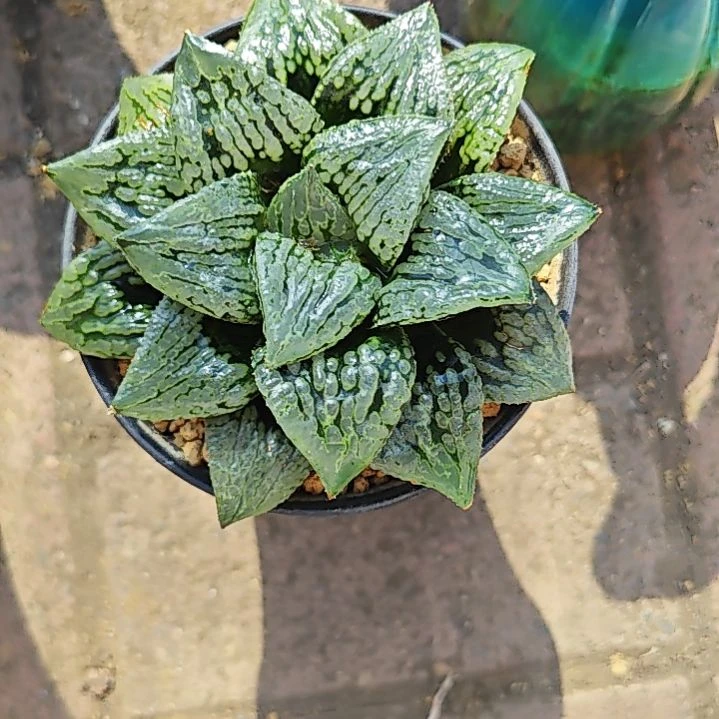 马丽丽一颗多肉植物