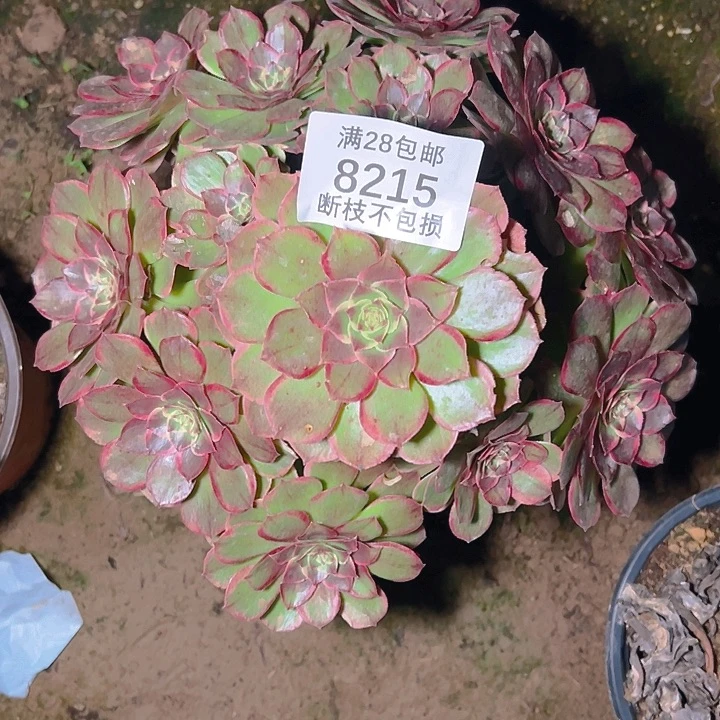 8215粉花妖多肉植物