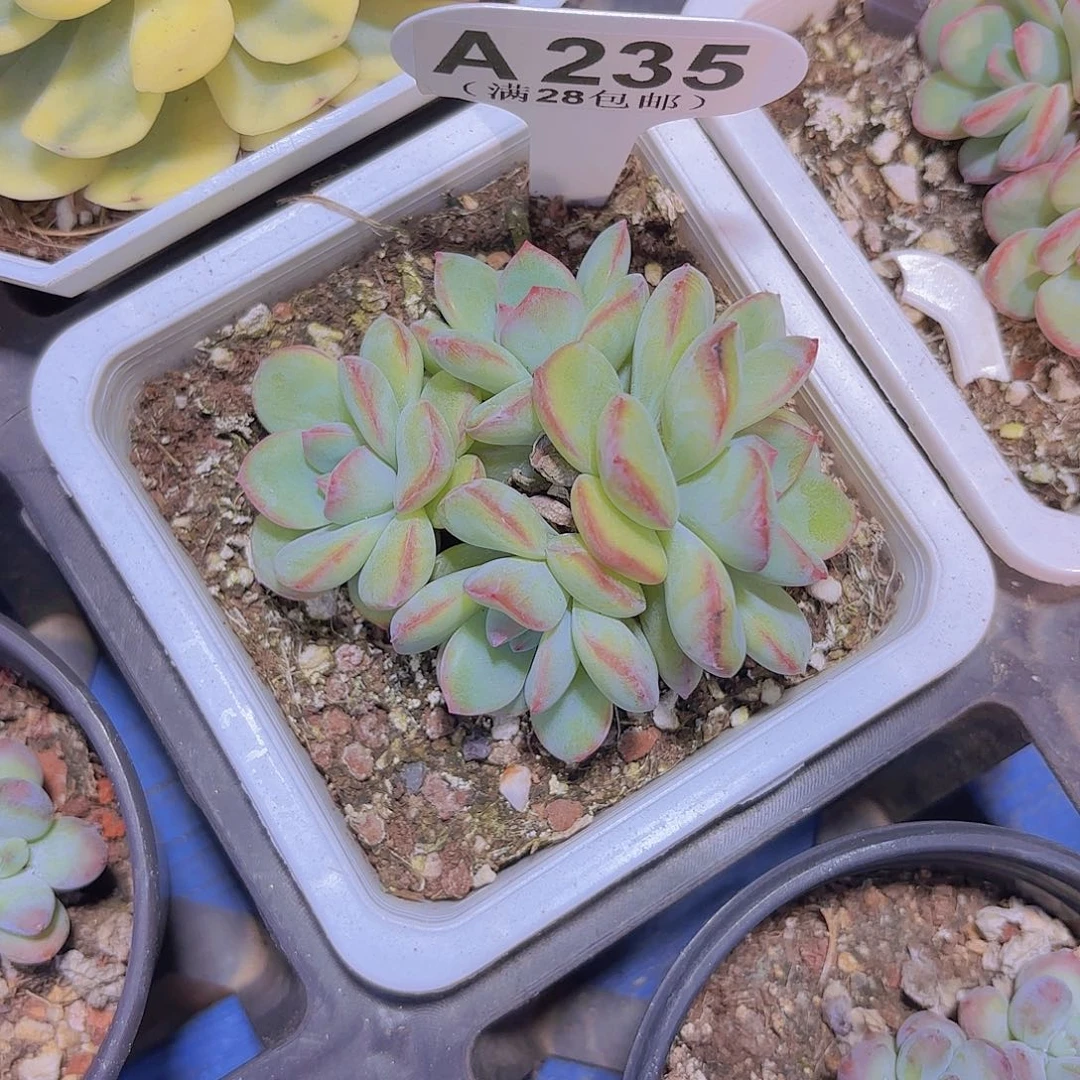 A235泡芙一物一拍