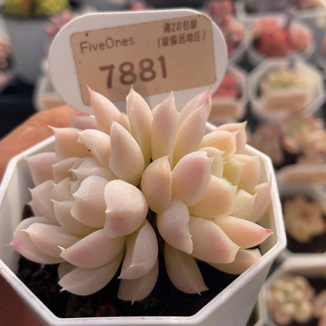 白月影7881-5.5厘米