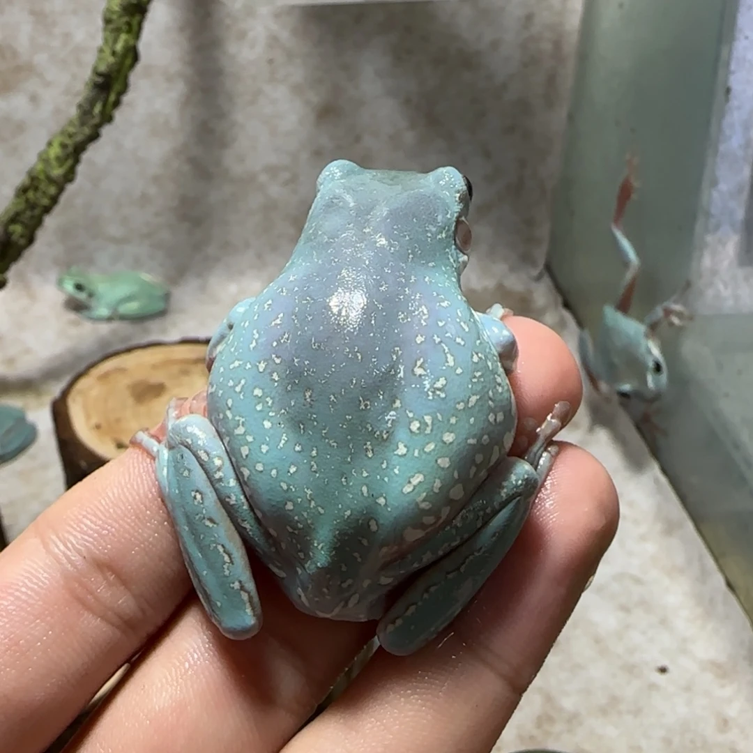 老爷树蛙17 新手入门推荐，正蓝色小暴雪