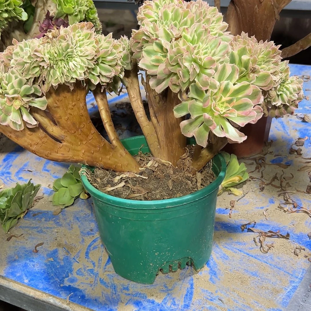 356多肉植物粉女巫缀花