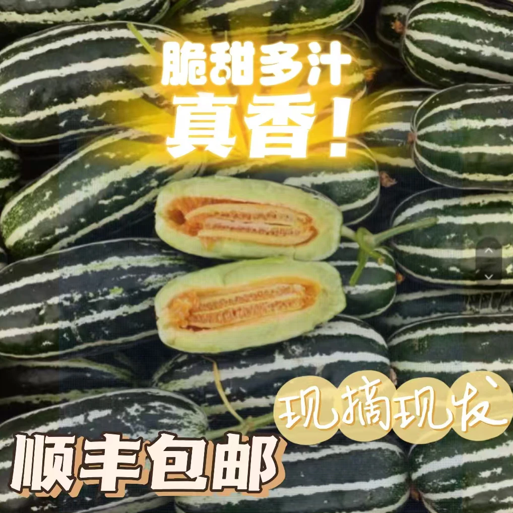 【巧云优选顺丰】山东博洋9号甜瓜小香瓜蜜瓜现摘新鲜脆甜新鲜水果