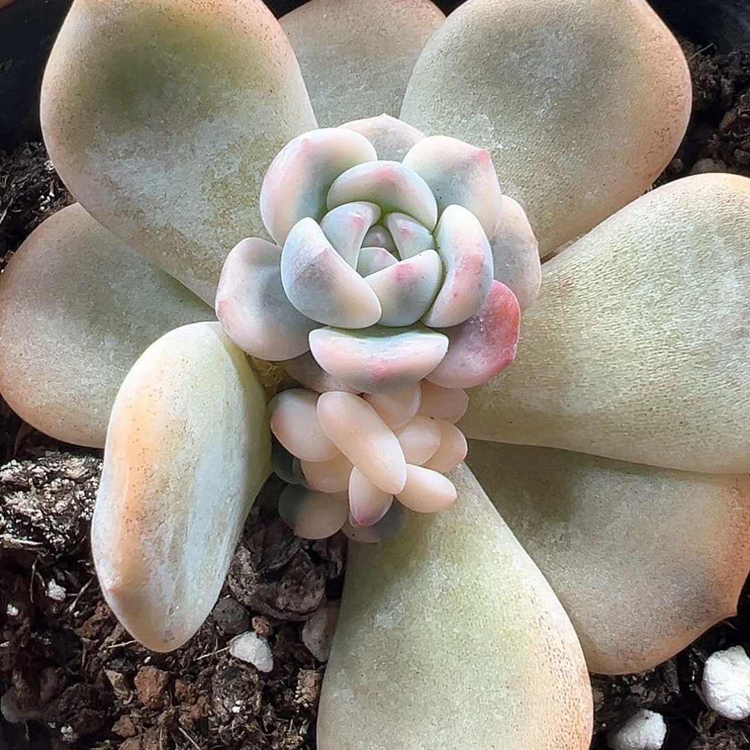 梦露锦 小方花圃一物一批