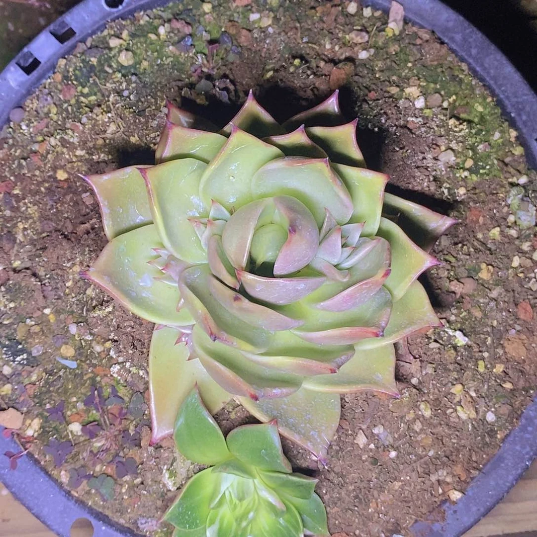 多肉植物星星表现