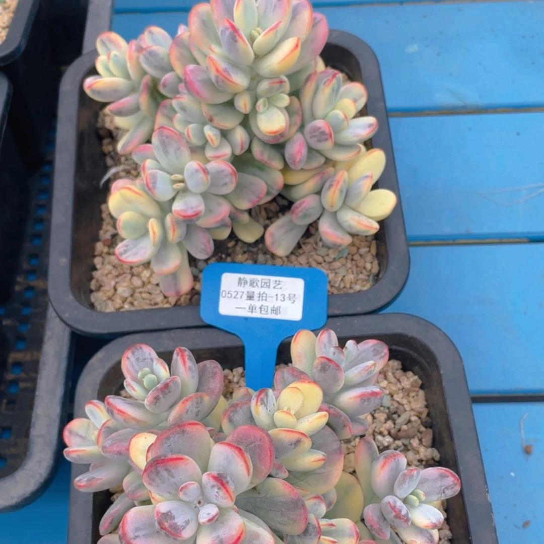 0527-13-乒乓福娘锦大群一颗