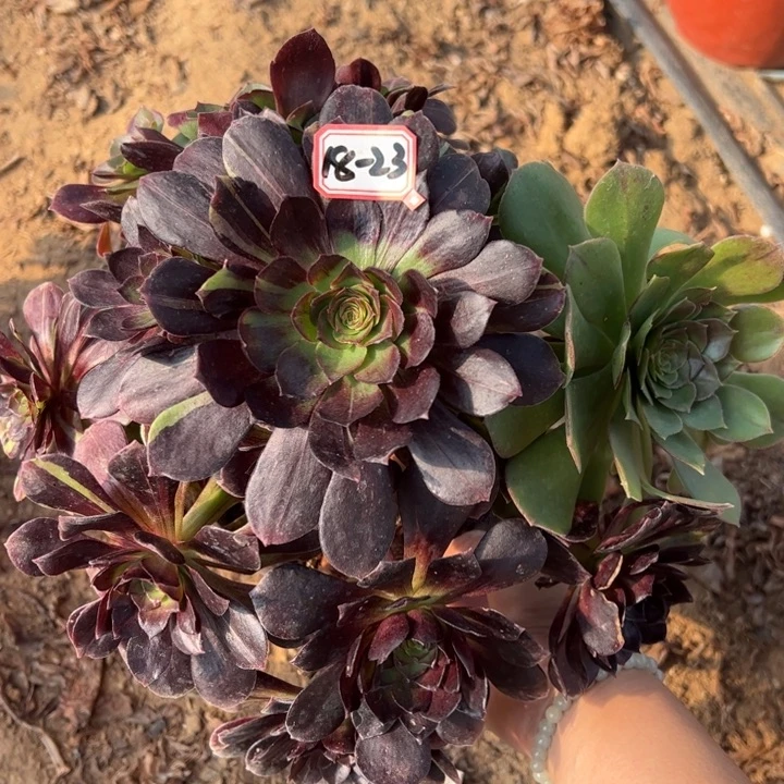 赤炎链多肉植物18-23