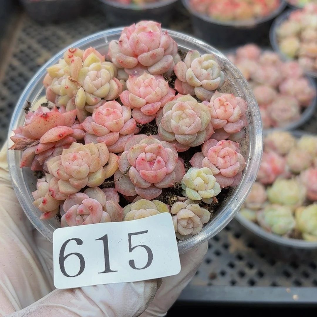 多肉植物多肉植物615