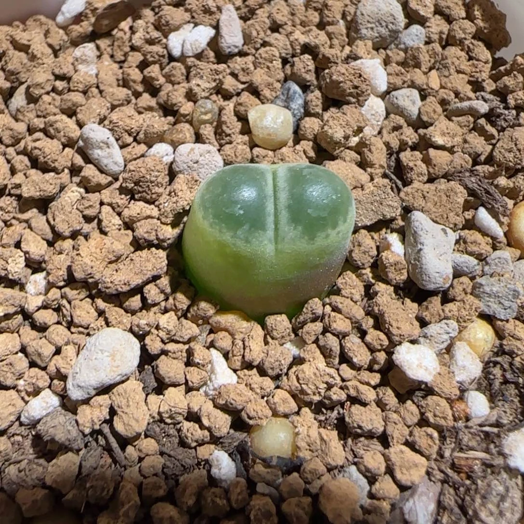 z***y肉锥多肉植物组合-胖虎660