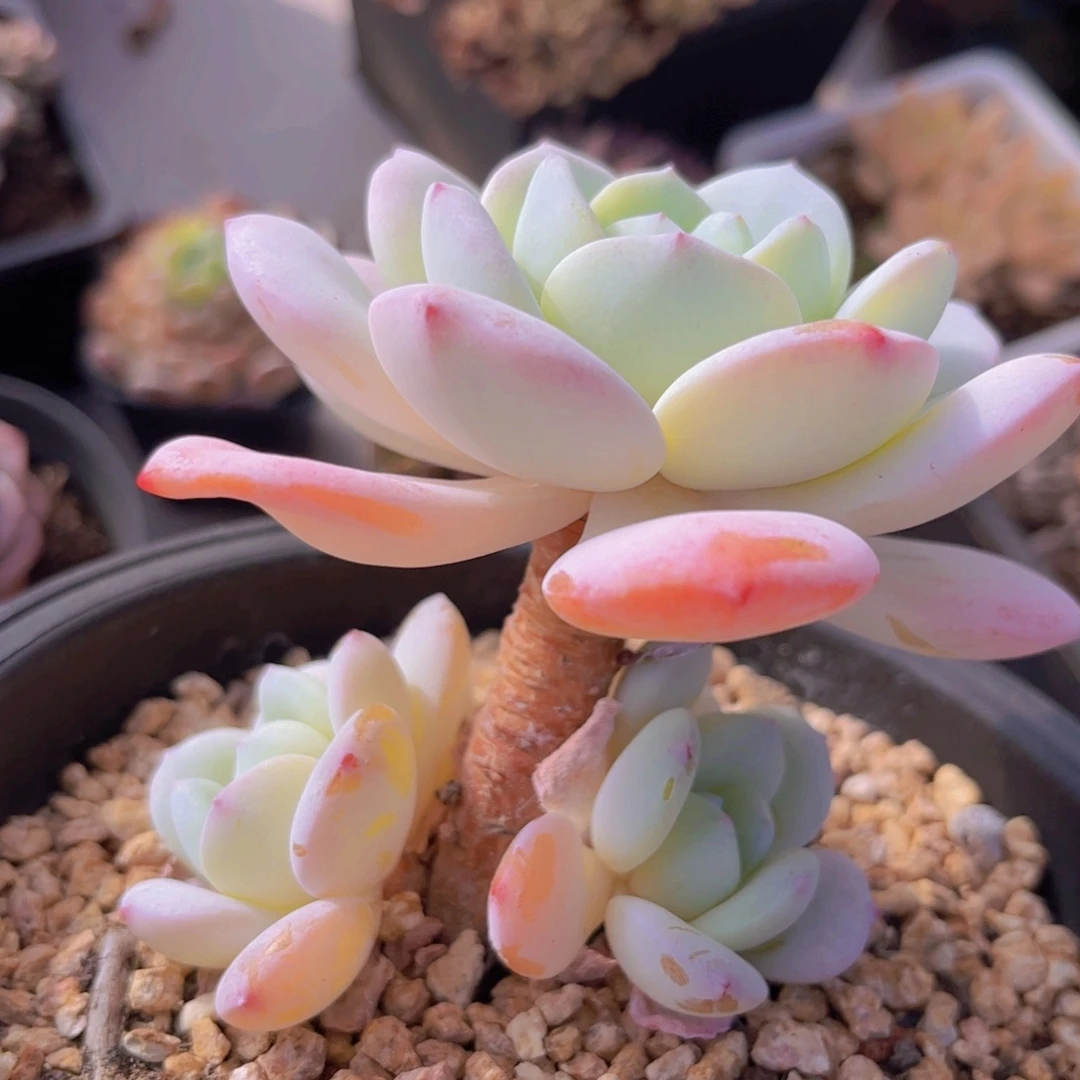 冷香3021多肉植物