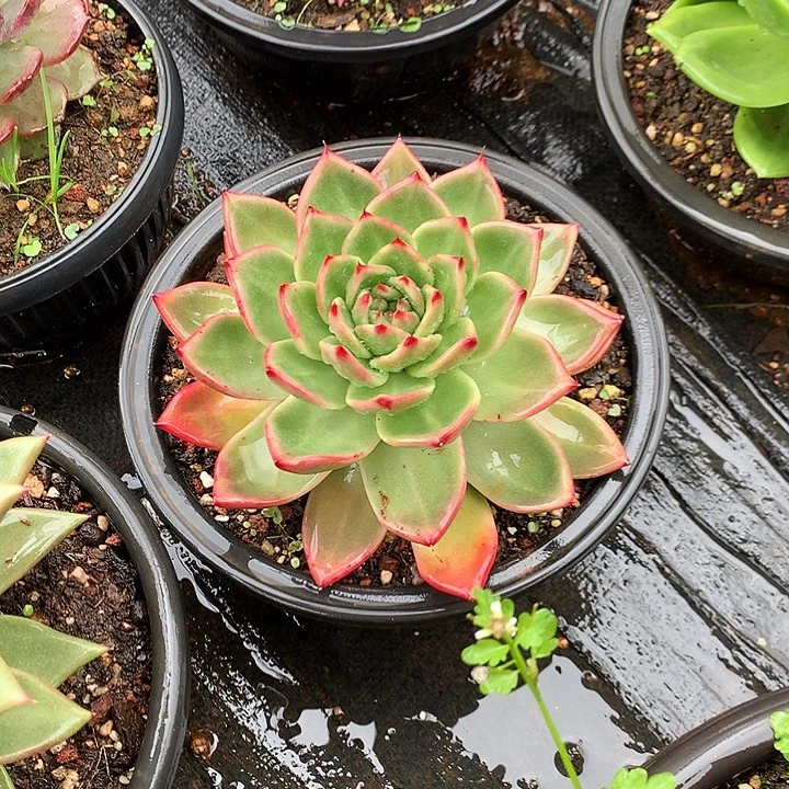 美肉特价活动开始啦