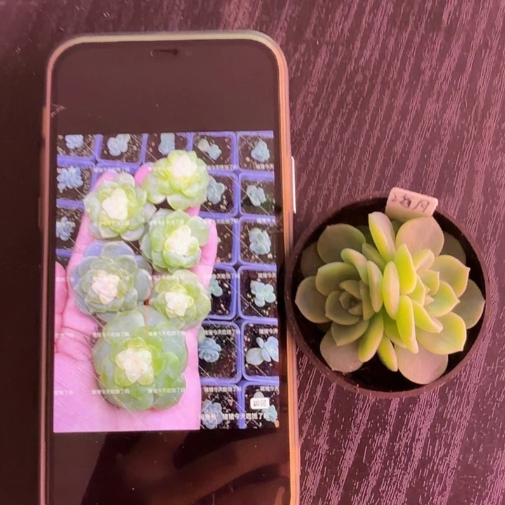 海月双头5公分盆口