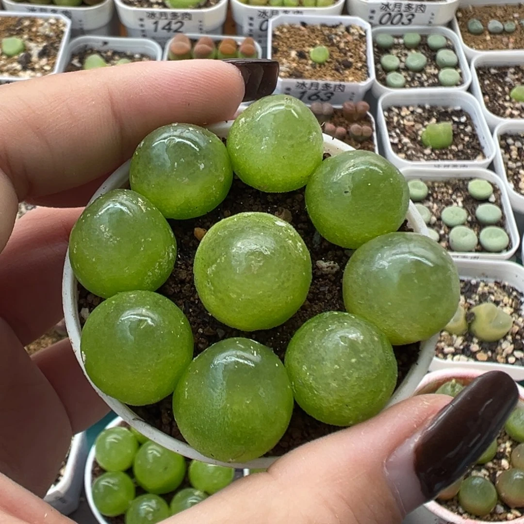 160九颗灯泡裸根发货