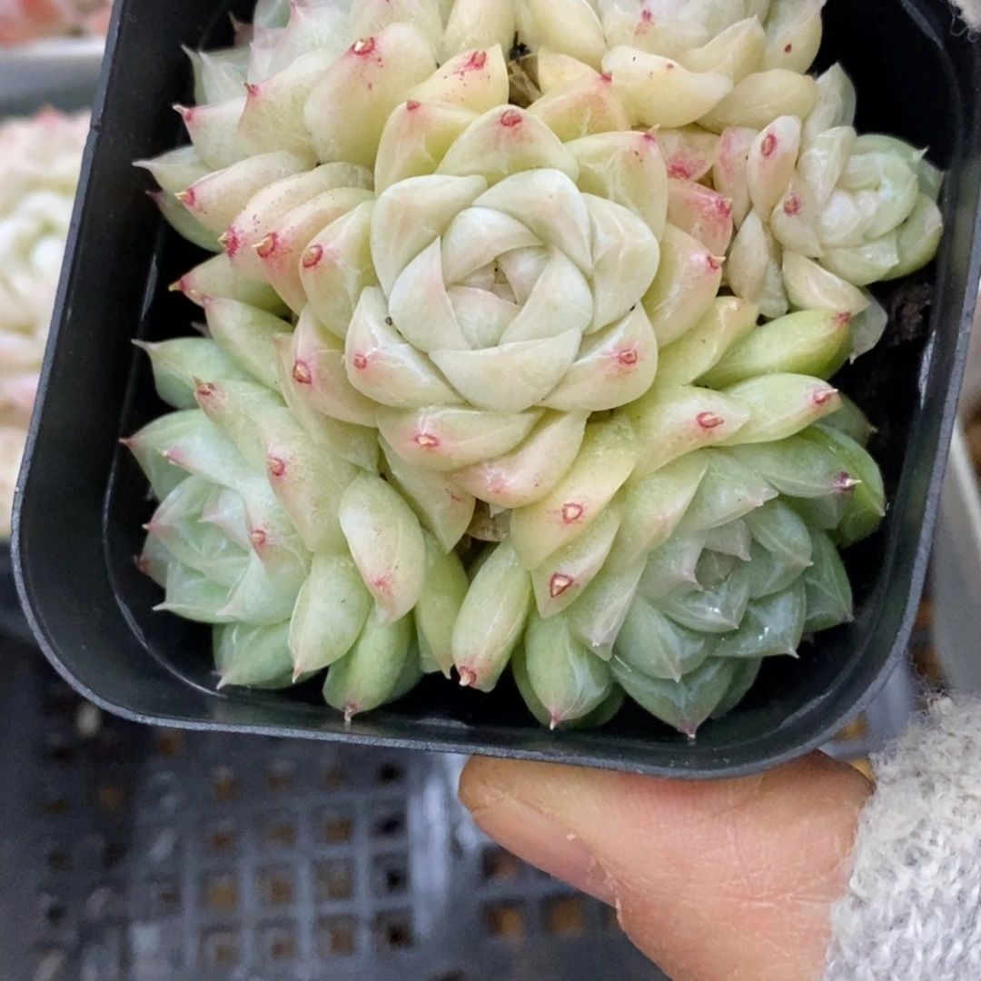 精品多肉一物一拍不包整387