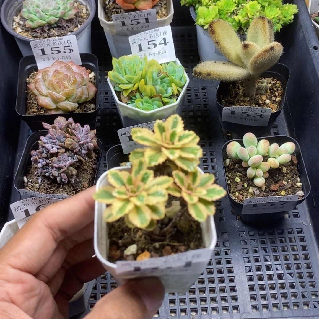 亚特兰蒂斯锦一物一拍满20包邮满26送一颗多肉