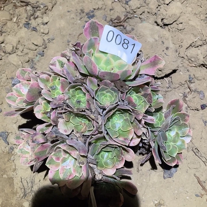 多肉植物法师81香妃
