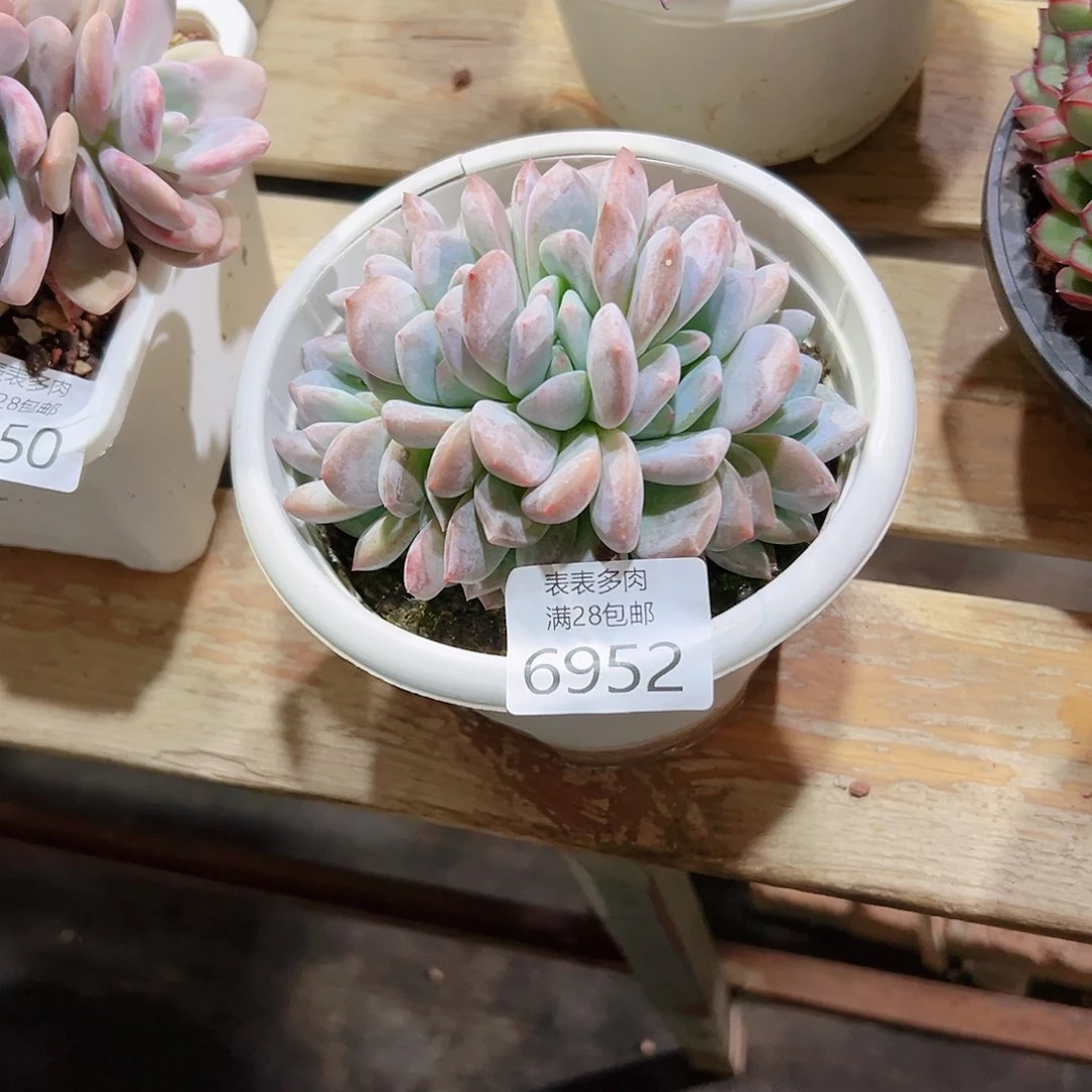 无花朵宋***?多肉一物一拍6952