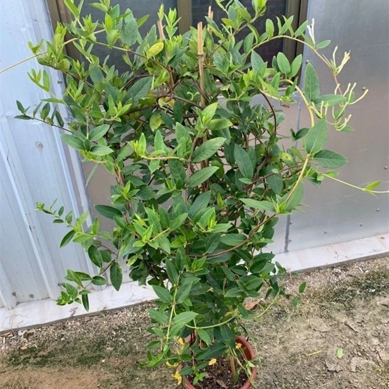 金银花苗爬藤植物可食用药用盆栽四季开花耐寒花卉黄白金银花树苗