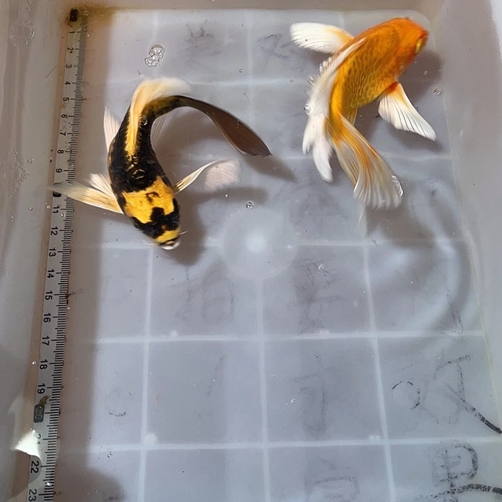 蝴蝶鲤鱼渔场直发125