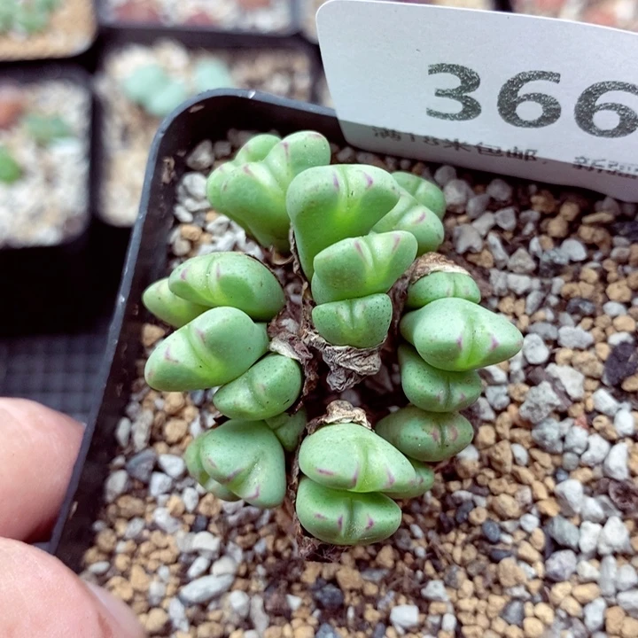 3660。