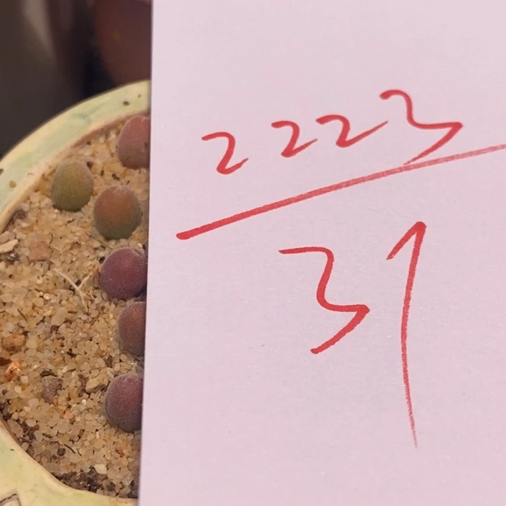 小宝辉1颗葡萄枝干一颗4颗日系原株风铃