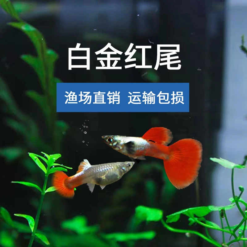 白金红尾精品孔雀鱼公母搭配皮实好养活