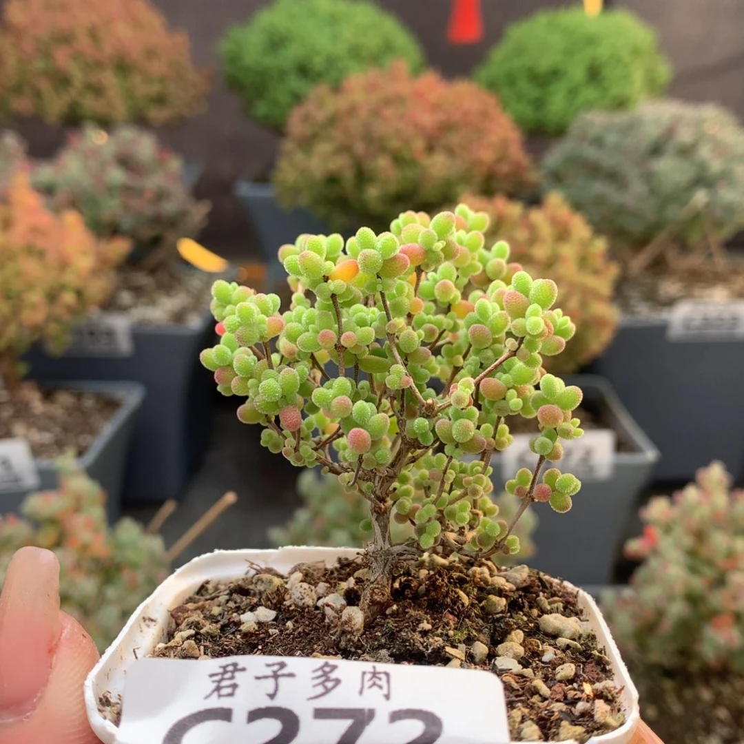 c272蜜橘糖球枝干番杏