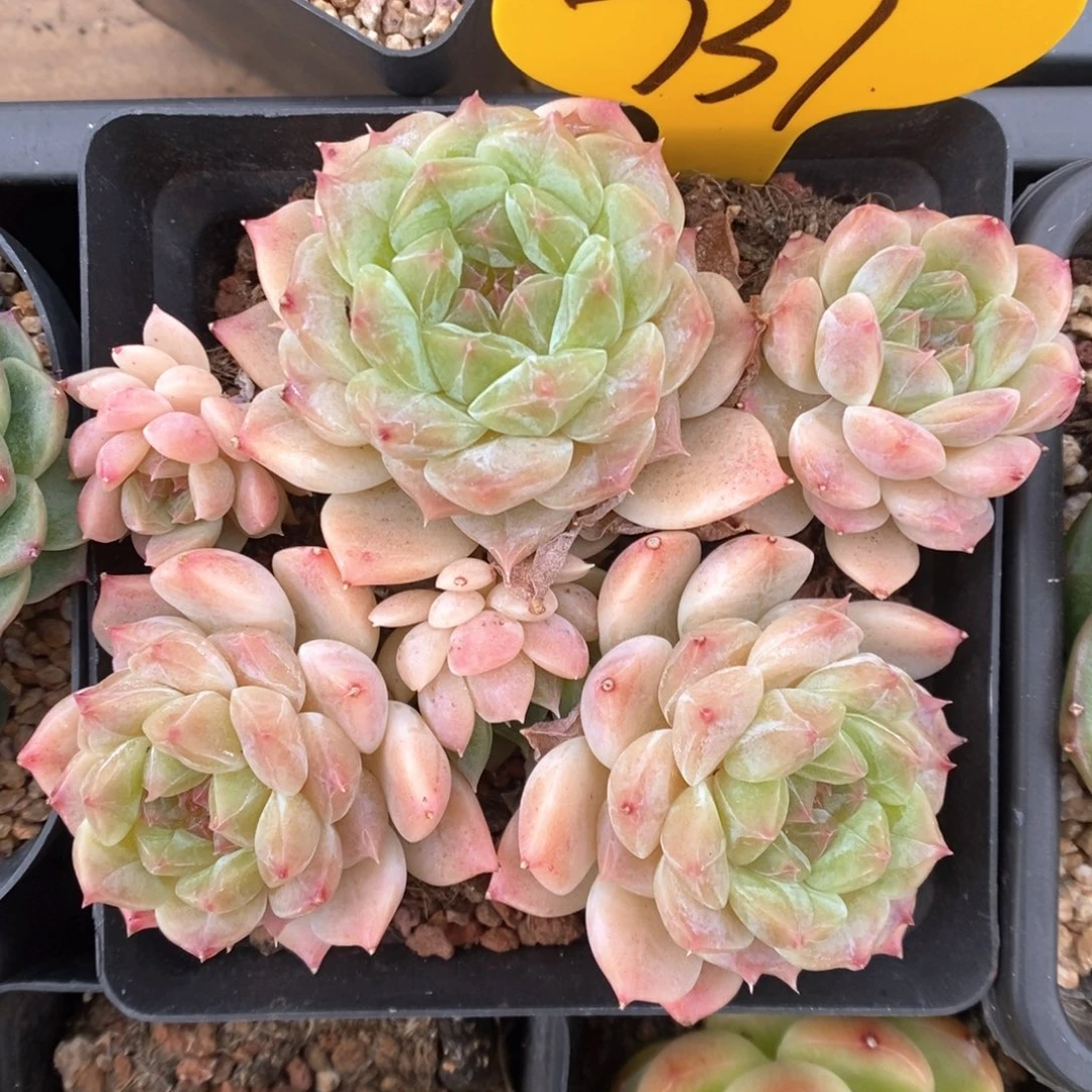 透心冰魄群生737号。