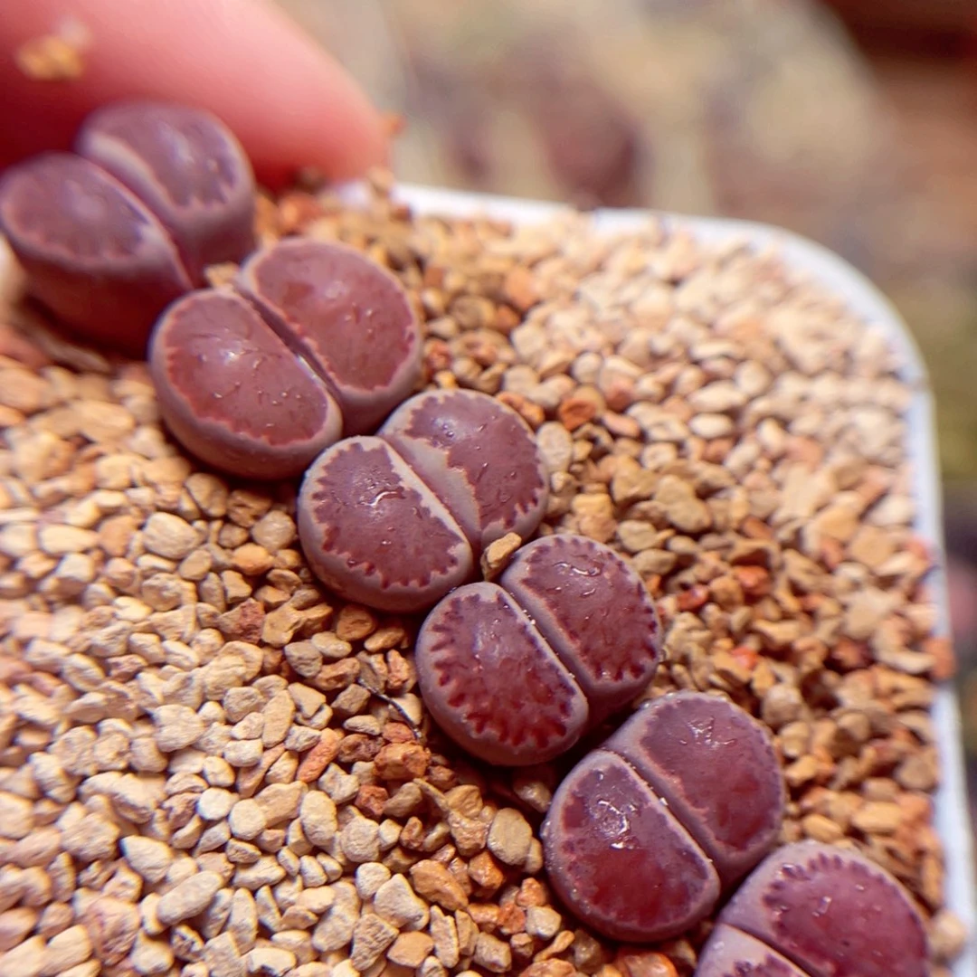 153号带盆包邮发货