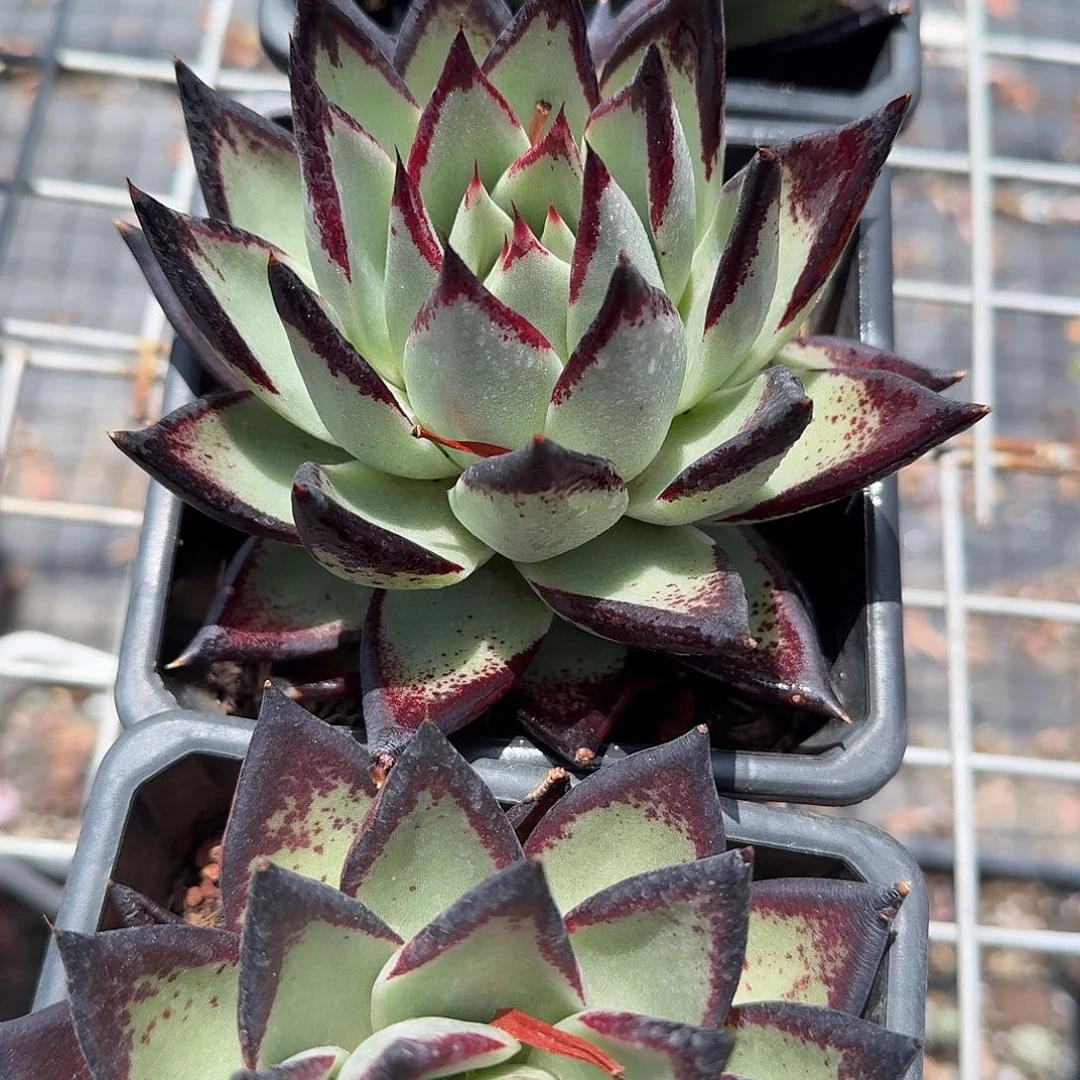 黑魔王乌木多肉植物精品