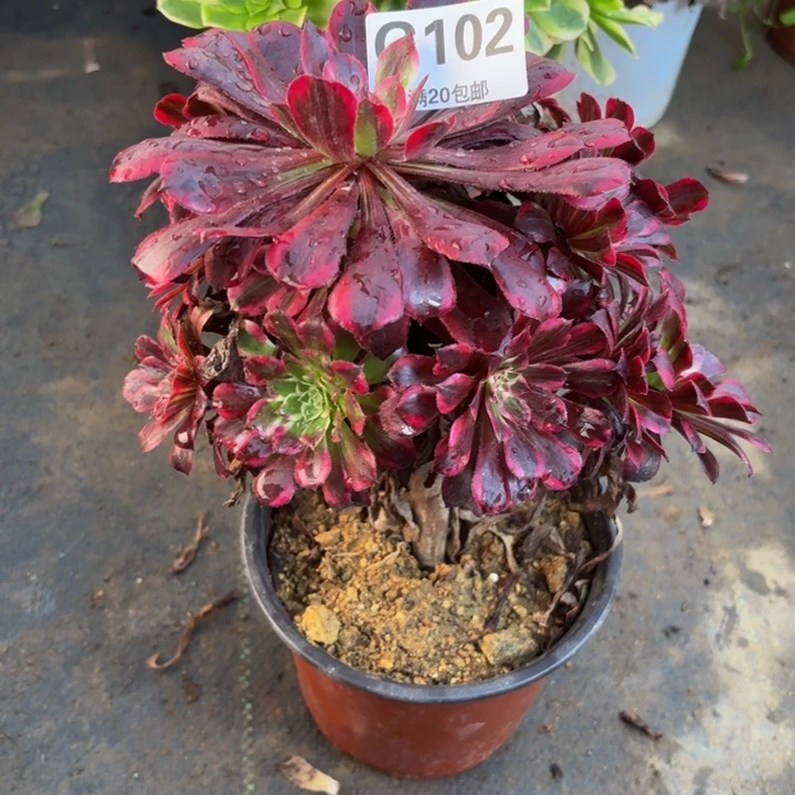 瑞妈多肉园艺102同花顺，