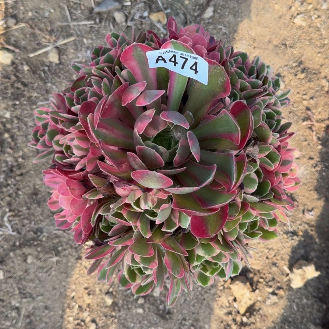 474妖月多肉植物