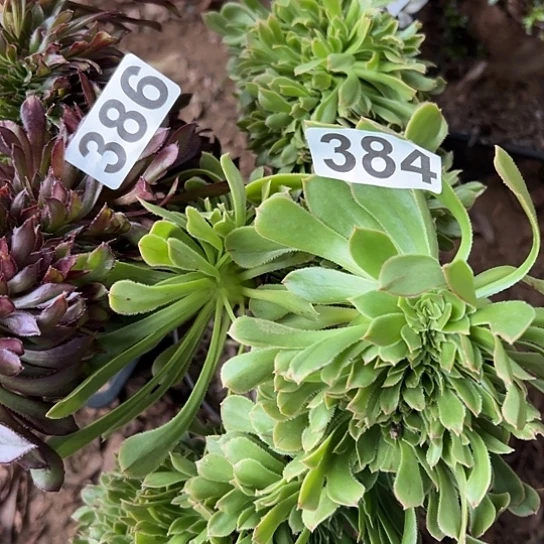 暧***蓉多肉植物两个386.384