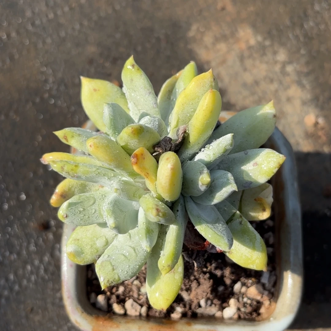 拇指，仙女杯多肉。