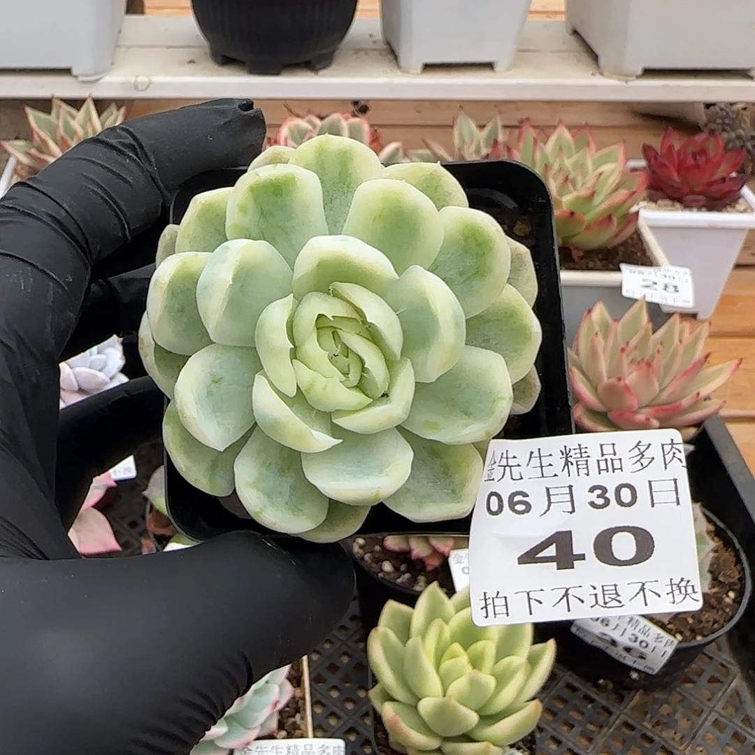 0630-40玫瑰女王锦