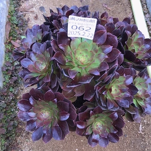 2.22-62赤焰连多肉植物