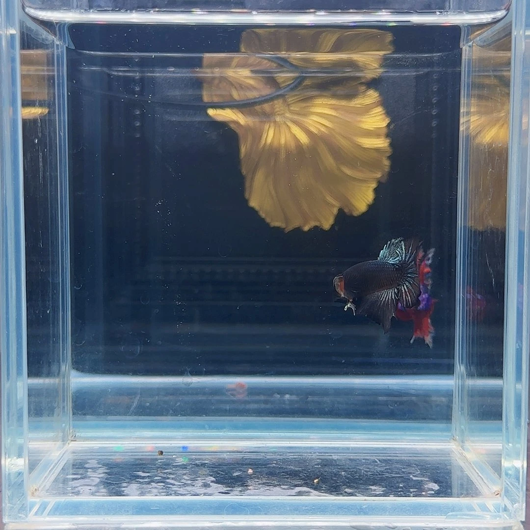 斗鱼活体观赏鱼好养耐活